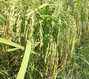 湘优616——全能早稻